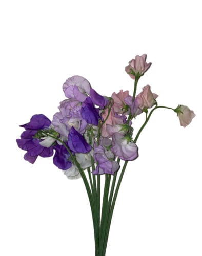 Sweet Pea Mixed holex