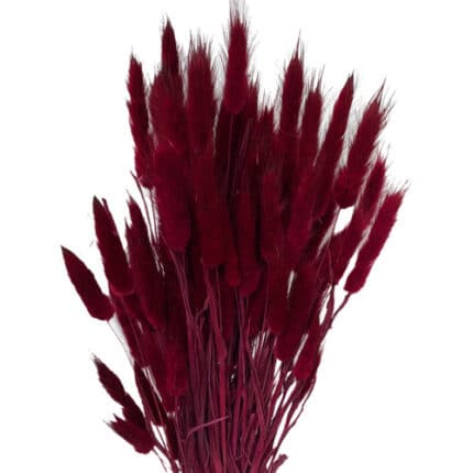 Lagurus Dyed Burg holl