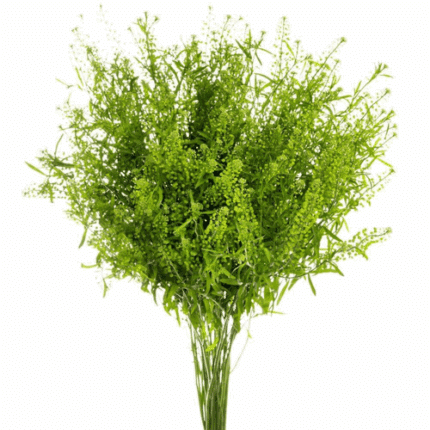 Lepidium Green Dragon 80cm Cra