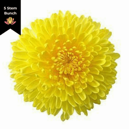 Mum Disbud Ball Paladov Yellow