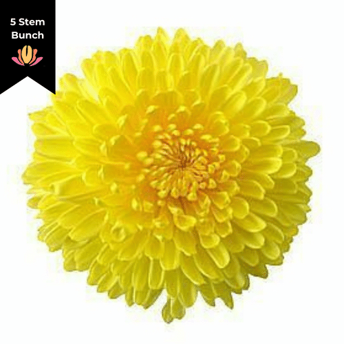 0fc3e06b-f038-4552-a9c4-06a55488829f.png Mum Disbud Ball Paladov Yellow - Image 1