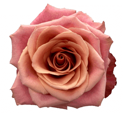 Rose Cold Brew 40cm florecal