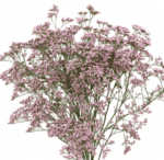 Limonium Pink trilogy - Image 2