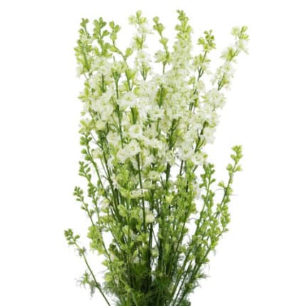 Larkspur White 90cm sande
