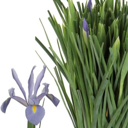 Iris Lavender bella