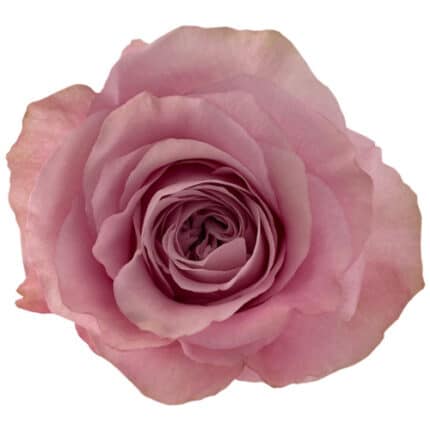 Rose Sweet 4 Love 60cm floreca