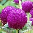 Gomphrena Purple aviv