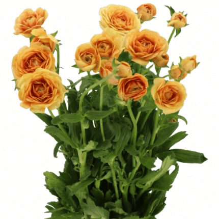 Ranunculus Moderna Miele Peach