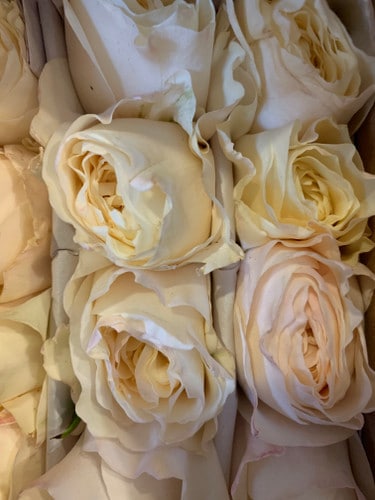 Rose Garden Liverpool rprima
