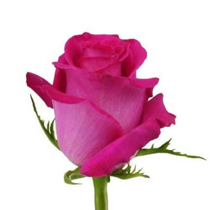 Rose Topaz 70cm ecuanros
