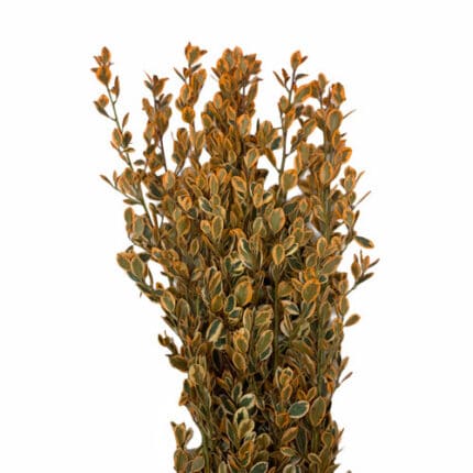 Rhamnus Bqt Tinted Orange mell