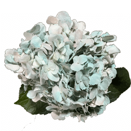 Hydrangea Painted Angel Blue g