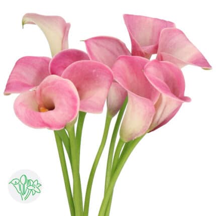 Callas Pink holl