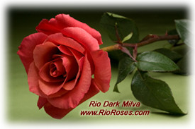 DK milva 50 rio