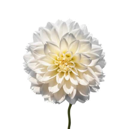 Dahlia White jersey