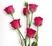 RoseSpray Gemstar rio