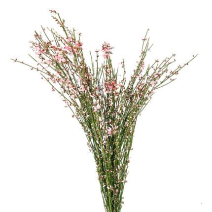 Ginestra Pink tutuli
