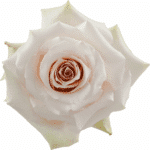 Rose Quicksand 60cm rfi