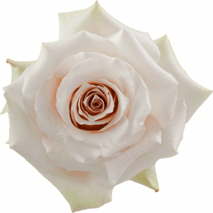 Rose Quicksand 60cm rfi