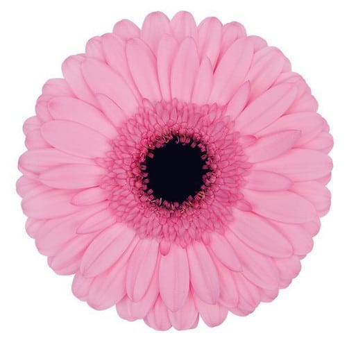 108e5119-a5f0-4d93-b248-ea97855c7c0a.jpg Gerber PinkSensation canada - Image 1