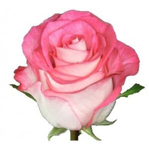 Rose Malibu 70cm rprima