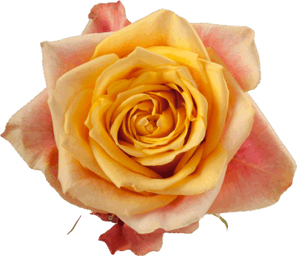 Rose CherryBrandy 50 cm rprima