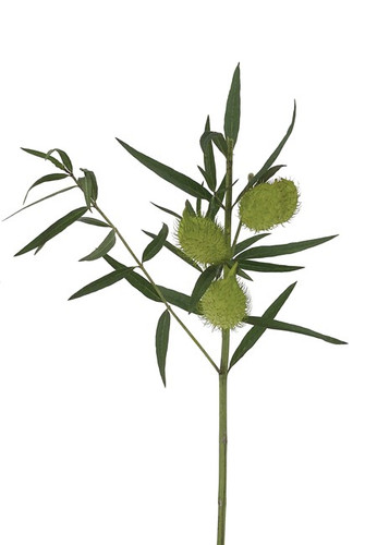 Asclepia Pods camflor - ASC POD CAMFLOR