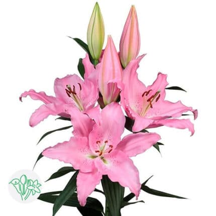 Lily Praiano holl(pk) 2bl