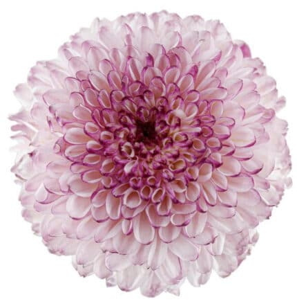 Mum Disbud Ball Lavender golde