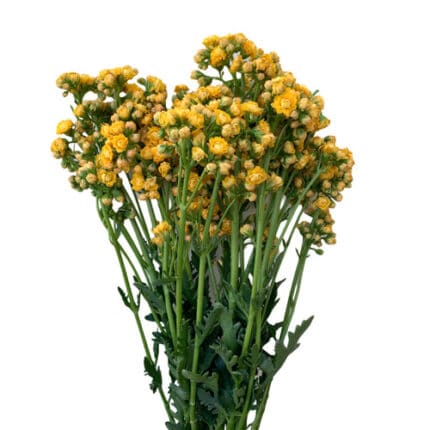 Kalanchoe Mellow Yellow florisol(5st)
