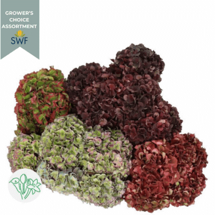 Hydrangea Classic Assorted hol (ST)