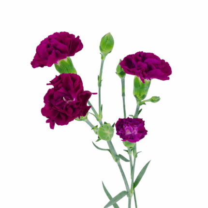 CarnMini Purple b.mark