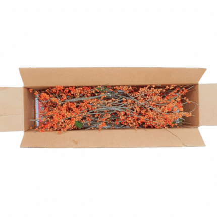 Ilex Winter Gold Orange cramer (case)