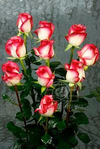 Rose QueenAmazon 70cm rfi