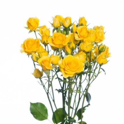 RoseSpray Babe Yellow rfi