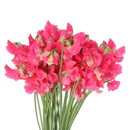 Sweet Pea Parfum Coral holex