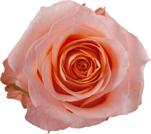 10e81bd4-483e-40bb-86f7-c5c5c61f5532.png Rose Coral Reef 50cm holex - Image 1