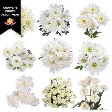 Pom CN Jingle Bell White(14cas