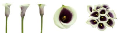 CALLAS crm picasso sande