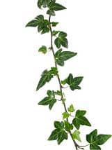 IVY mini grn calif