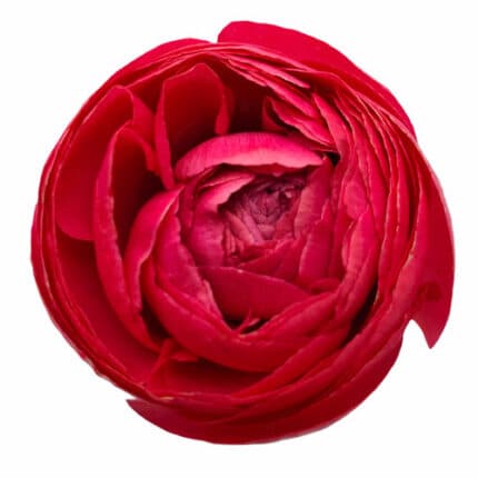 Ranunculus Clooney Fragolino Cor