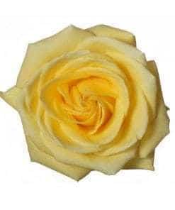 Rose Tara 40cm naranjo