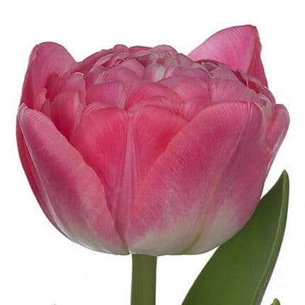 Tulip Dbl Rosario holl