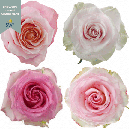 Rose Pink Mix 50cm (125cs) Rpr