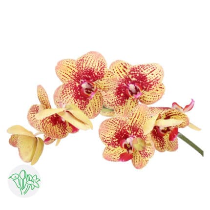 Phals Karin Aloha holl(STEM)