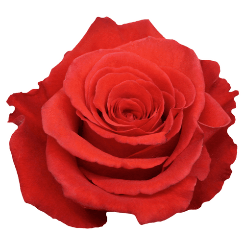 116c6a79-8fed-4b53-a63c-a7e221f7a3e2.png Rose Org Bowl 40cm naranjo - Image 1