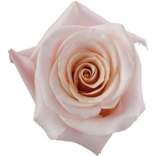 116cb762-58a0-4ec1-a5fb-5352d82c81b6.jpg Rose Mother of Pearl 50cm rprima - Image 1