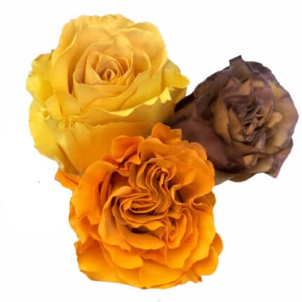 Rose Mocca Mixed 50cm naranjo