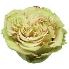 Rose green Matcha(25st)60cm su