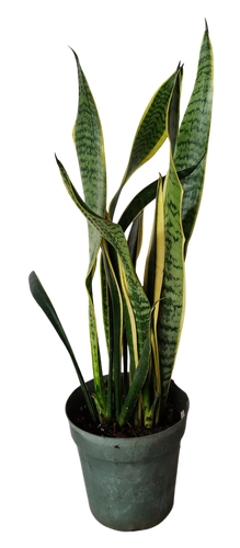 6" POTTED SNAKE